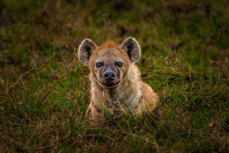 122 Masai Mara, gevlekte hyena.jpg